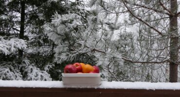 Apples